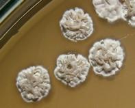 streptomyces streptomyces